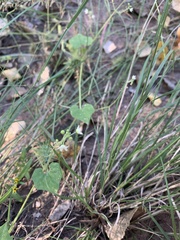Echinopepon wrightii
