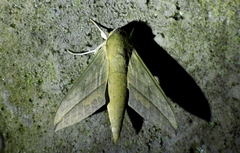 Theretra alecto