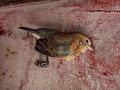 Passerina versicolor