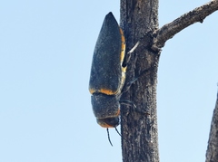 Hippomelas sphenicus