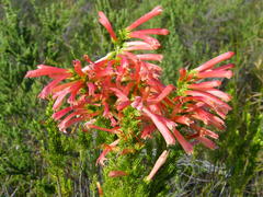 Erica curviflora curviflora