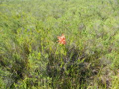 Erica curviflora curviflora