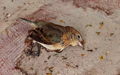 Passerina versicolor