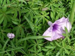Ipomoea cairica cairica