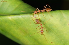 Oecophylla smaragdina