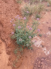 Polanisia dodecandra riograndensis