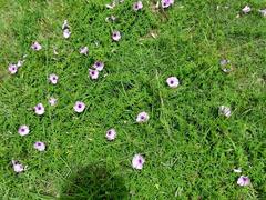 Ipomoea cairica cairica