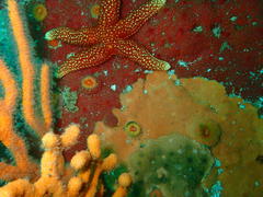 Fromia schultzei