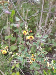 Goodia medicaginea