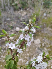 Myoporum petiolatum