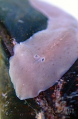 Leptoplanoidea