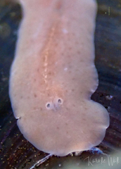 Leptoplanoidea