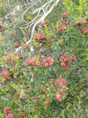 Dodonaea humilis
