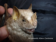 Chiroderma villosum