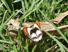 Colotis euippe omphale