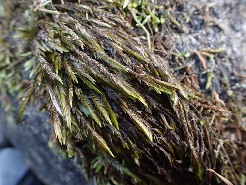 Fontinalis neomexicana