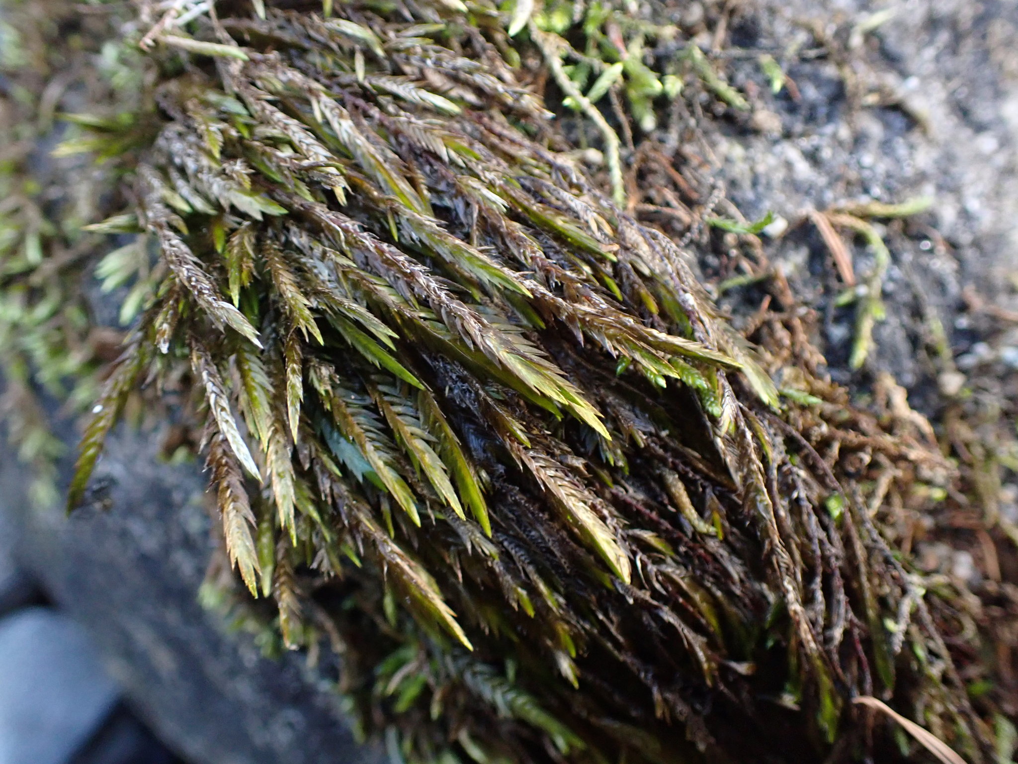 Fontinalis neomexicana