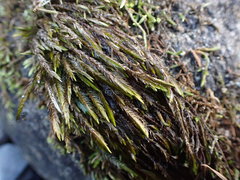 Fontinalis neomexicana