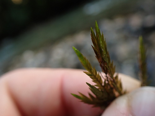 Image of Fontinalis neomexicana by no rights reserved