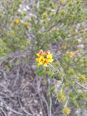 Pultenaea acerosa