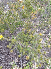 Pultenaea acerosa