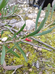 Grevillea pauciflora