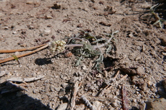 Lomatium nevadense