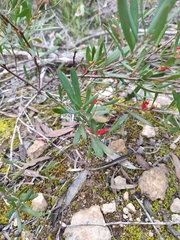Grevillea pauciflora