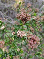 Pomaderris obcordata