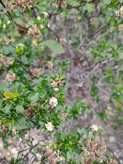 Pomaderris obcordata