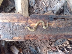 Luteostriata abundans