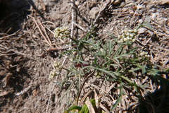Lomatium nevadense