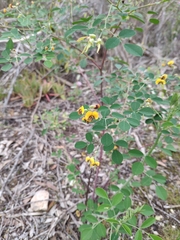 Goodia medicaginea