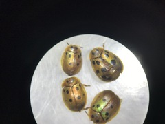 Phytodectoidea quatuordecimpunctata