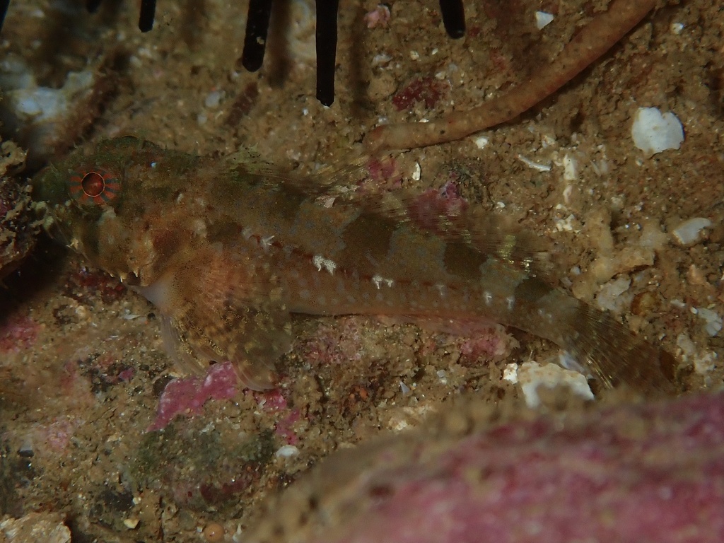 Roughcheek Sculpin