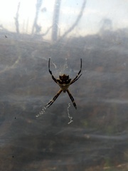 Argiope argentata