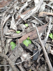 Corybas diemenicus