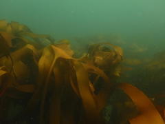 Laminaria pallida