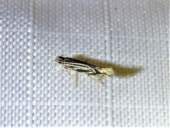 Eralea albalineella