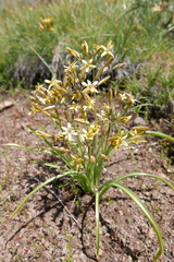 Triteleia dudleyi
