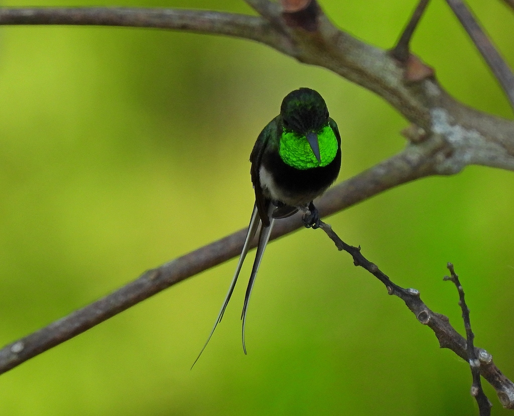 Black-bellied Thorntail