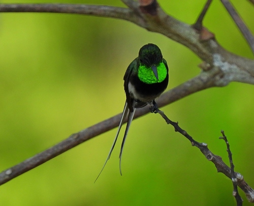 Black-bellied Thorntail