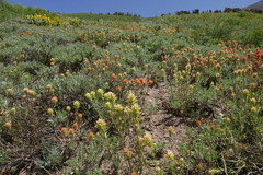 Castilleja applegatei breweri