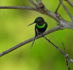 Discosura langsdorffi