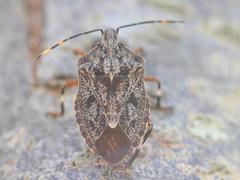 Coenomorpha