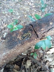 Luteostriata abundans