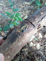 Luteostriata abundans