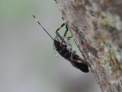 Coenomorpha