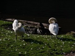Cygnus olor