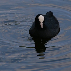 Fulica atra